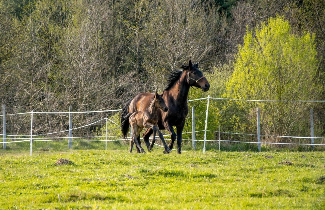 Modern Rancho - Apartamenty Nad Rzeka, Przy Stadninie Koni Kruszyna  Eksteriør billede